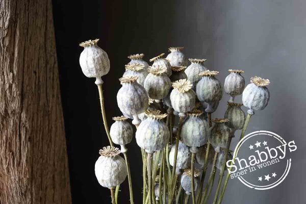 Gedroogde toef Papaver naturel stoer, sober en landelijk