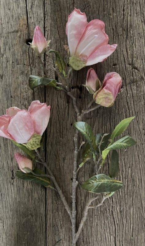 magnolia