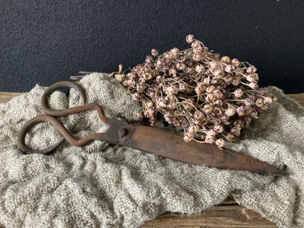 Bosje Ilex Serrata bruin - Afbeelding 2