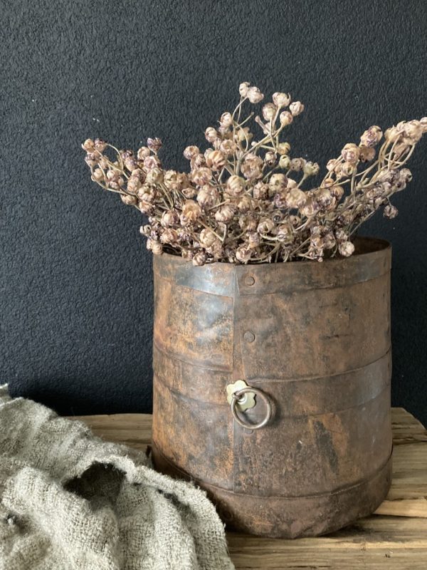 bosje Ilex Serrata bruin