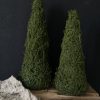 kerstboom mos