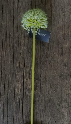 Onion ball flower spray green (s)