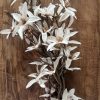 Magnolia stellata white