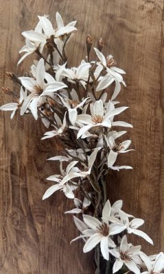 Magnolia stellata white